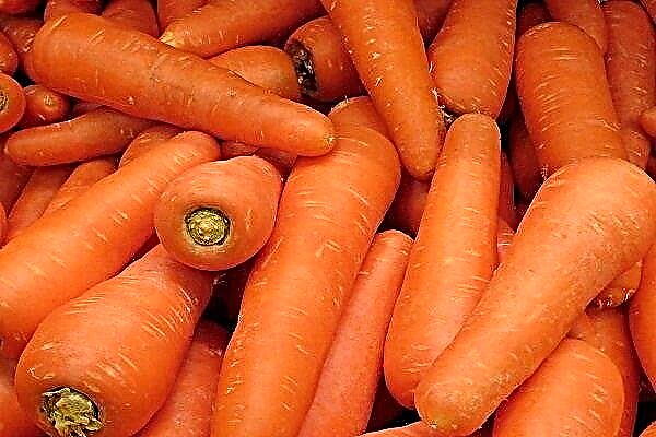 Une variété populaire de carottes Canada - les nuances de sa plantation et de ses soins