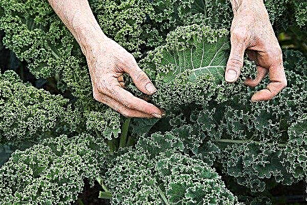 Tutto sul cavolo Kale: dalla semina alla raccolta