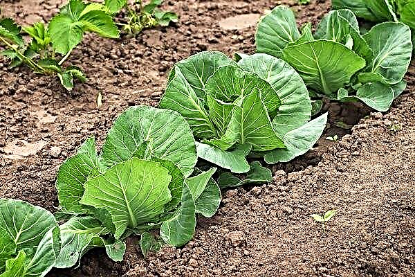 How to grow cabbage in open ground
