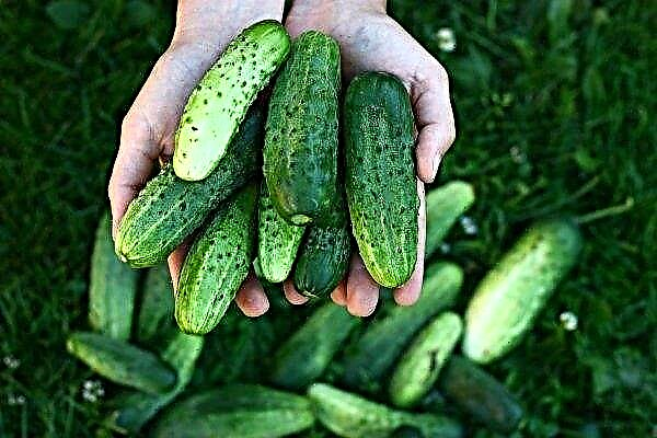 Welke komkommers groeien in de Oeral? Overzicht van de beste rassen