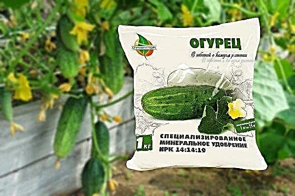 How to feed cucumbers in a greenhouse? Fertilizers and their competent application
