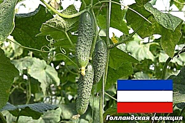 Description and characteristics of Dutch cucumbers