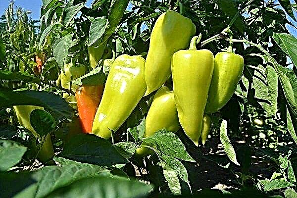 Sweet pepper Belozerka: features of planting and cultivating varieties