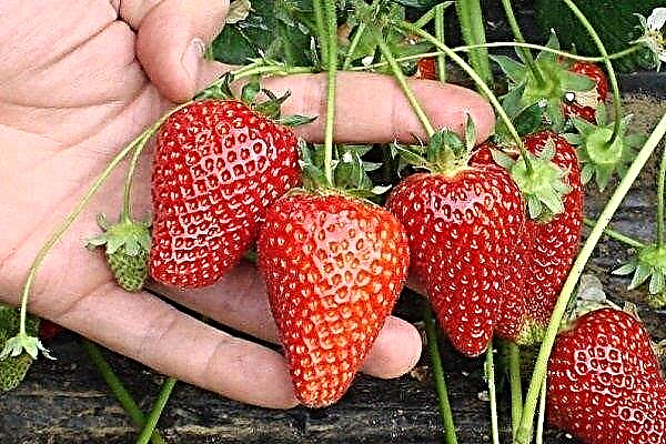 Quelles variétés de fraises pousser en Sibérie?