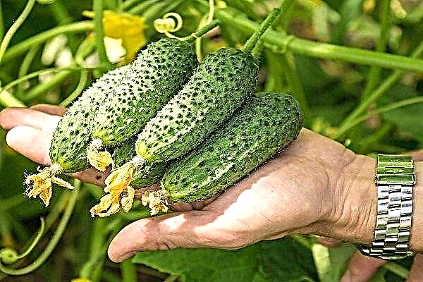 The best self-pollinated varieties of cucumbers for greenhouses and open ground