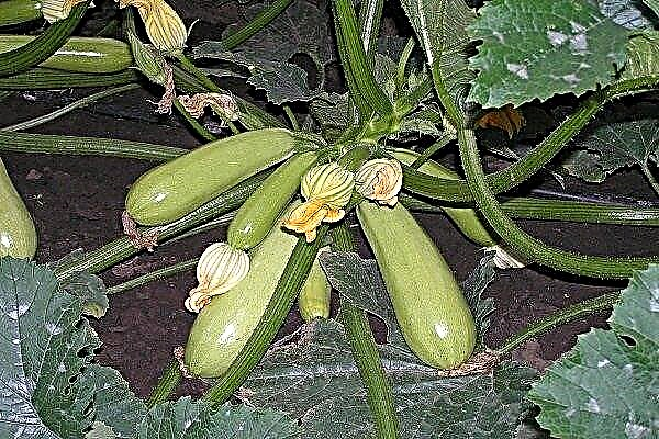 Description and main characteristics of the squash Iskander with photos and reviews