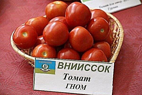 Características de plantar y cultivar tomate Gnomo