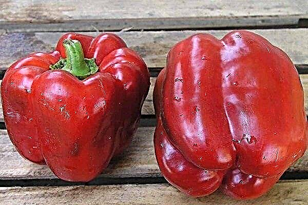 Claudio F1: description of pepper and the peculiarity of its cultivation