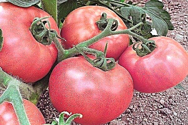 Beschreibung des Tomaten-Sultans: Merkmale seines Anbaus