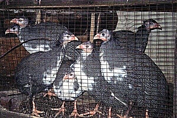 How to make cages for guinea fowls and properly contain birds in them?