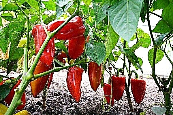 Jeepsey Sweet Pepperの機能とハイブリッド成長に関する推奨事項