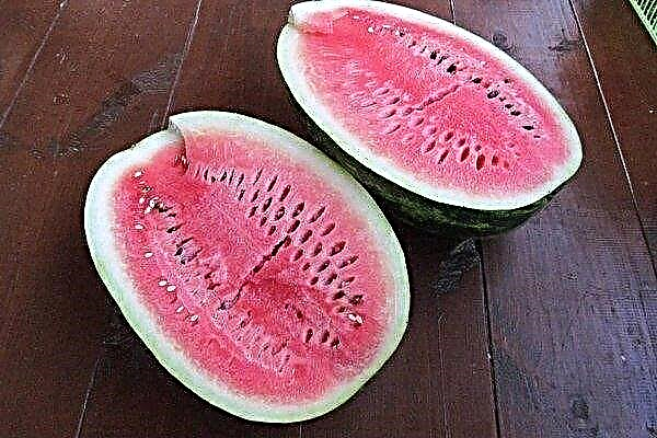 Hvordan dyrke vannmelon Farao?