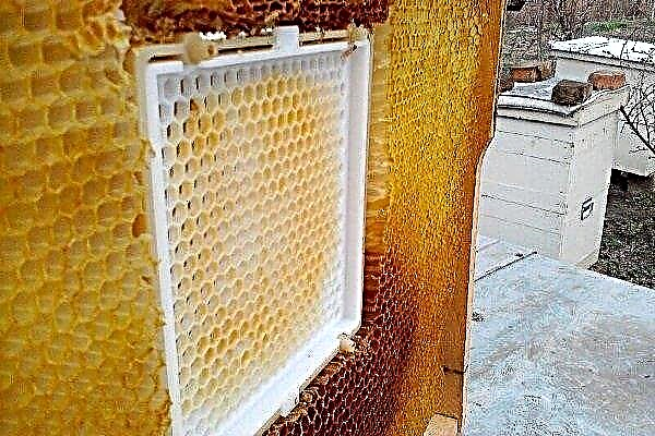 Sarang lebah Genter: kebaikan dan keburukan, peraturan penggunaan, pembuatan diri