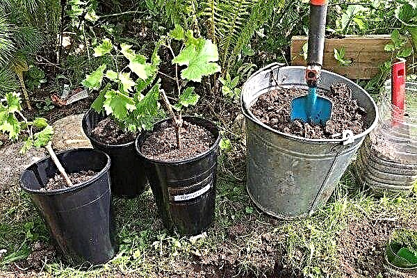 How to plant grapes with seedlings in spring?
