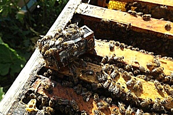 Як часто і якими способами замінювати маток в бджолосімей?