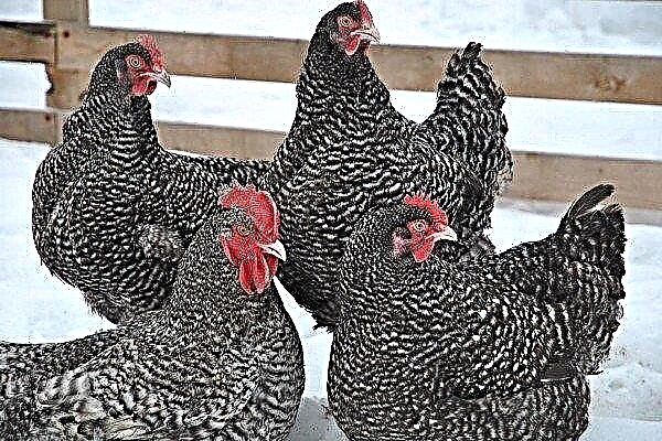 Kyllinger Mechelen gjøk (Malin): trekk ved rasen og dens avl