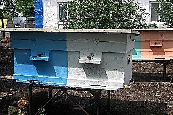 Mi a méhek két méhtartalma a kaptárban és hogyan lehet ezt megszervezni?