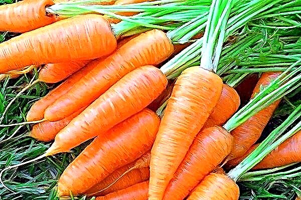 How to grow a variety of carrots Queen of the Fall?