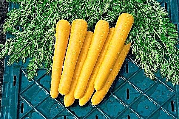 Overview of yellow carrots and the rules of its cultivation