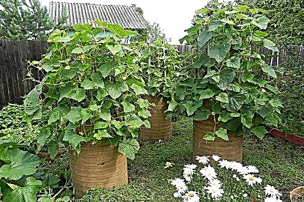 Hur planterar jag och odlar gurkor i en fat?
