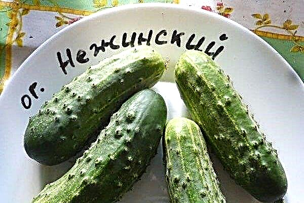 Nezhinsky cucumbers: how to grow and harvest properly?