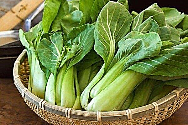 Pak-cho Chinese cabbage: description, varieties and cultivation