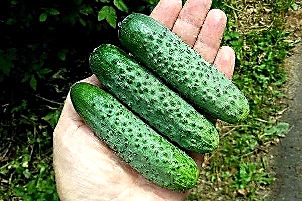 Hybrid variety of cucumbers Herman