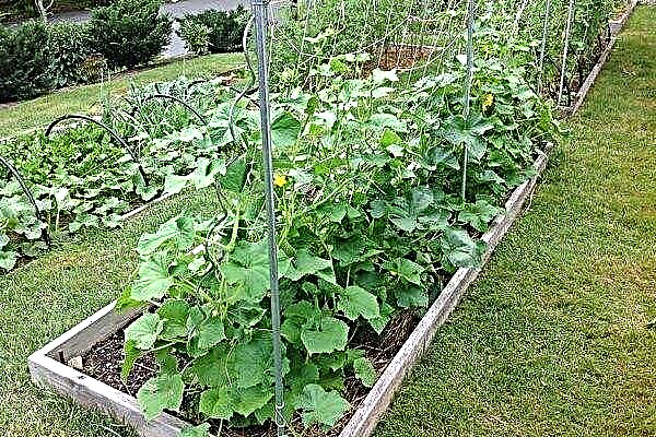 How to grow cucumbers in the open ground?