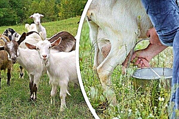 Overview of the best breeds of goats in the dairy direction: a description of the characteristics and comparative characteristics