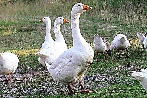 How to keep and breed geese Danish Legart?