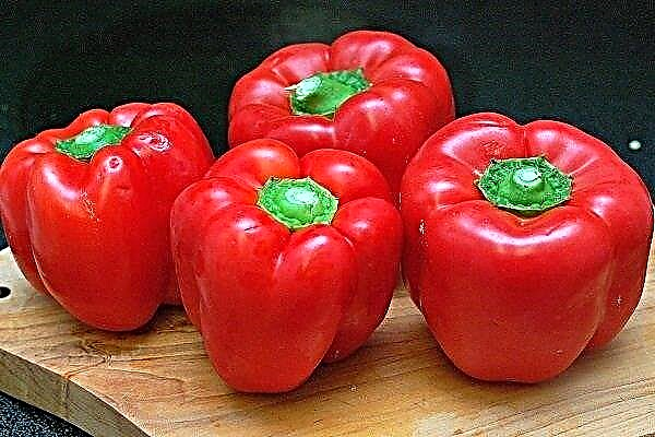 Variety of pepper Bogatyr: its characteristics, planting and care