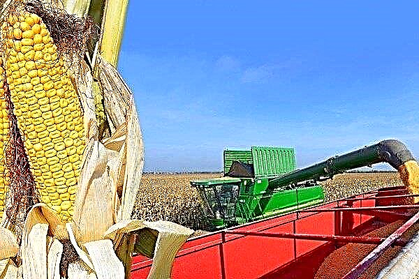¿Cómo y cuándo cosechar maíz para grano y ensilaje?