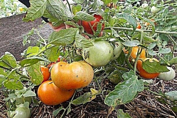 Що потрібно знати про вирощування томата Монгольський карлик?