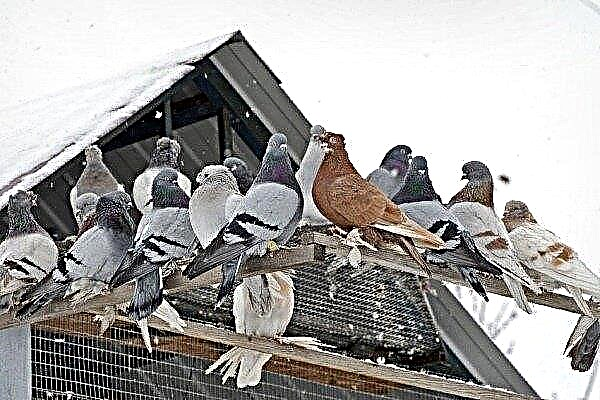 How to keep and how to feed pigeons in the winter season?