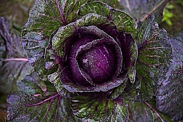 How to grow red cabbage and what is its feature?