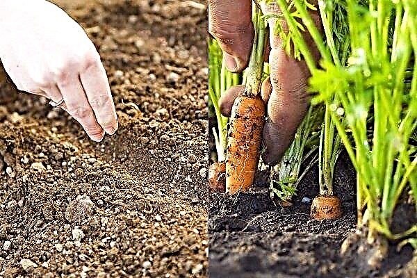 Plantando cenouras: termos e instruções passo a passo