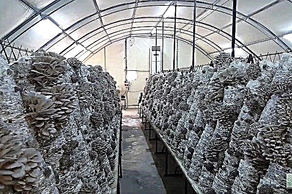 How to make a greenhouse for growing mushrooms?