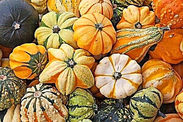Features of growing and using decorative pumpkin varieties