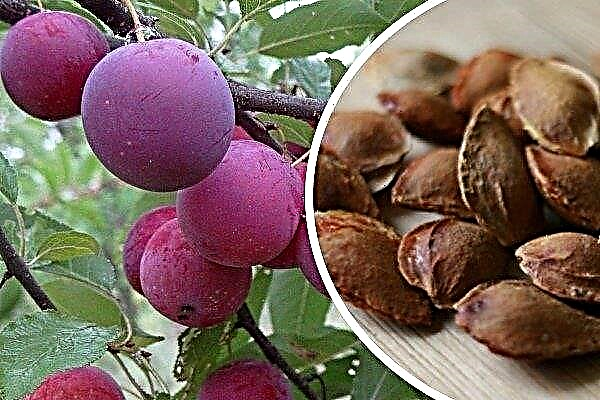 Growing Plums from Bone: Step-by-Step Instructions