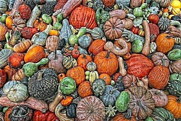 Overview of the best varieties of pumpkin