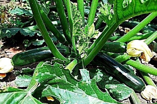 Hitam tampan - zucchini zucchini bersahaja dengan produktivitas yang sangat baik