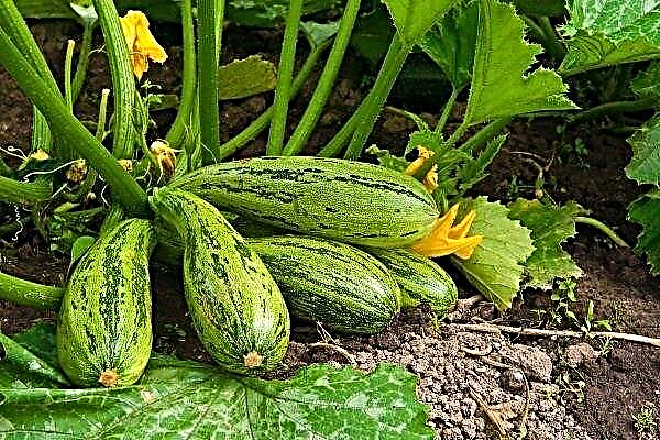 How to grow zucchini in the open ground?