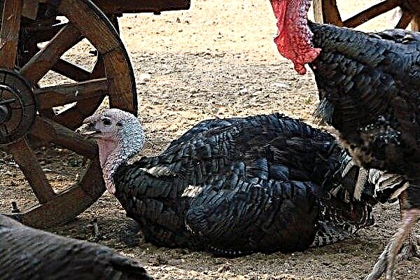 What can turkeys hurt: symptoms and treatment