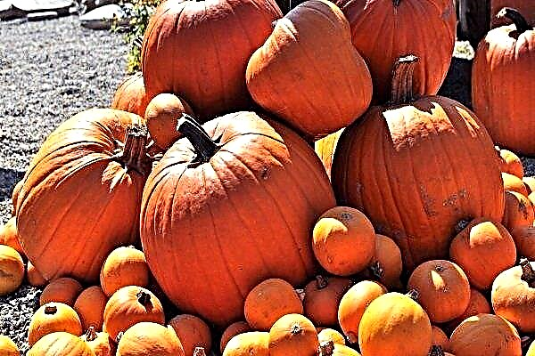 A complete overview of Atlant pumpkin varieties