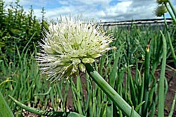 Causes of onion shooting and methods for its prevention