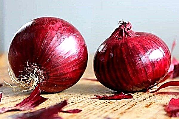 What varieties of red onion exist and how to grow it properly?