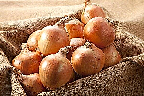 How to grow onions Golden Semko?