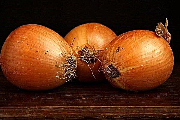 How to plant and grow Shetan onions?