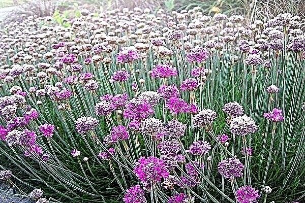 Chives - a decoration for any garden