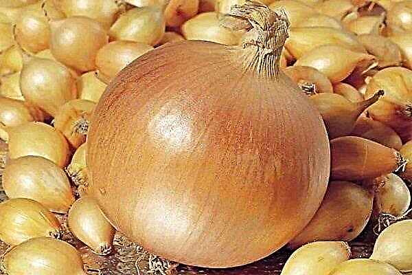 How to plant and grow Centurion onions?